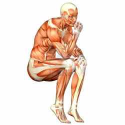 human body